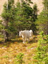 Glacier 2006 Logan Pass023