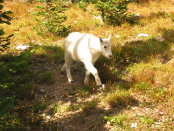 Glacier 2006 Logan Pass026