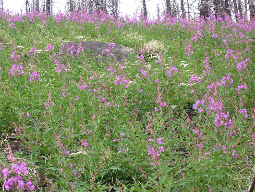Image066