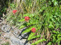 Image017