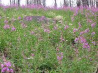 Image066