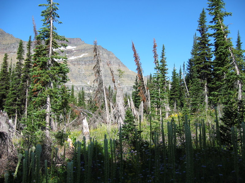 Image001