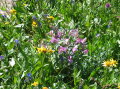Image026
