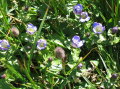 Image027