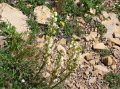 Image068